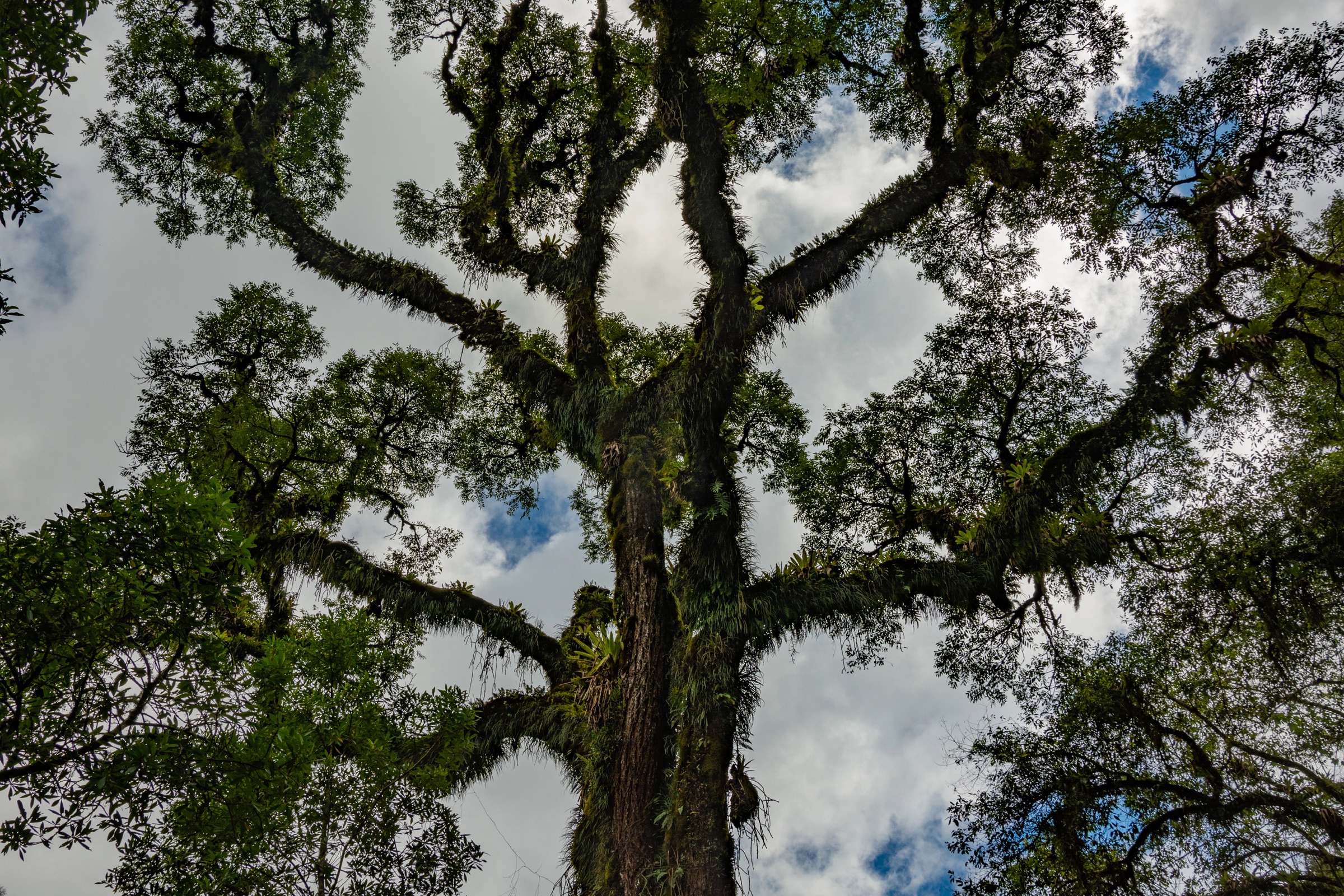 Forêt luxuriante de Tucumán vue depuis le sol